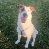 BUBBLES - lieb und aktiv, Hund zur Adoption