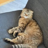 Hanuta sucht ein liebevolles Zuhause, Katze zur Adoption