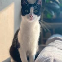 Süßer Elmo sucht liebevolles Zuhause, Kater zur Adoption
