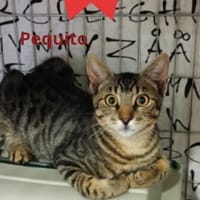 Pequito traut sich schon ein bisschen, Kater zur Adoption
