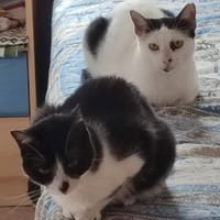Tiki und Traki wollen endlich ankommen!, Kater zur Adoption