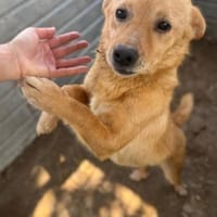 Balu 💙💙💙 liebenswert-schmusebedürftig, Hund zur Adoption