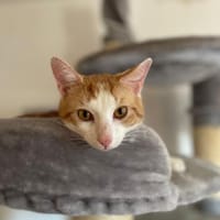 Romeo mit den Bernsteinaugen, Kater zur Adoption