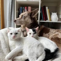 Micky und Apollon auf Pflegestelle, Kater zur Adoption