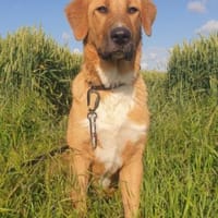 HSH-Mix-Jungmädl♥Suvi♥ 18510 Wittenhagen, Hündin zur Adoption