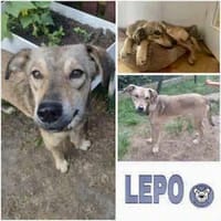 LEPO -sanfter & freundlicher Junghund-, Hund zur Adoption
