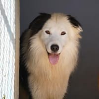 Pongo, Pflegestelle in Bayern, Hund zur Adoption