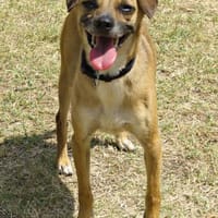 Curry, aufgeweckt, verspielt, offen, Hund zur Adoption