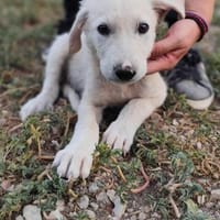 Mogli sucht sein Glück, Hund zur Adoption