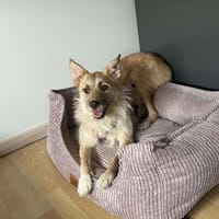 Kiki - die fröhliche Grinsemaus, Hündin zur Adoption