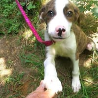 Mickey, freundlicher, taffer Welpe, Hund zur Adoption