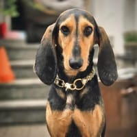 Paco, Hund zur Adoption