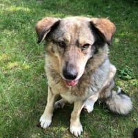 liebe Lotti sucht ihre Familie, Hündin zur Adoption
