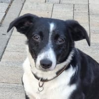 Felice sucht ihr Glück, Hündin zur Adoption