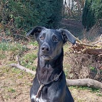 Lepakko, Hund zur Adoption