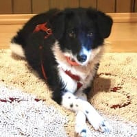 Jacky - die Zarte, Hündin zur Adoption