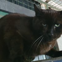 ANA CHA, chatte à adopter