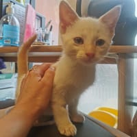 Pinson, chat à adopter