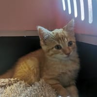 Sterne, chatte à adopter