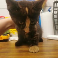 HOSTA, chatte à adopter