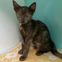 RIKITA, chatte à adopter