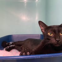 DISNEY, chatte à adopter