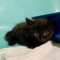 PIXAR, chat à adopter