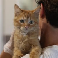 MIJOUR, chatte à adopter