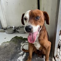 NIGELLE, chien à adopter