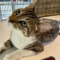 LULLABY, chatte à adopter
