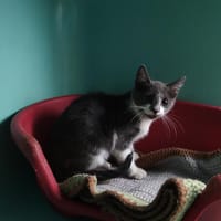 CHIKEN, chat à adopter