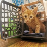NESTOR, chat à adopter