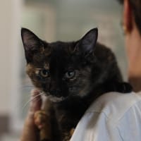 DEMIMOI, chatte à adopter