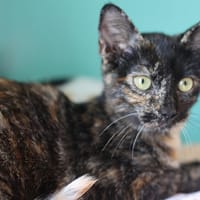 SHAKA, chatte à adopter