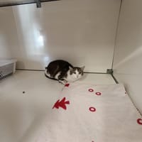 CINDERELLY, chatte à adopter