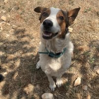 SMOOK, chien à adopter
