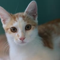 MONK, chat à adopter