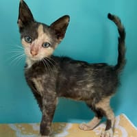 RHEA, chatte à adopter