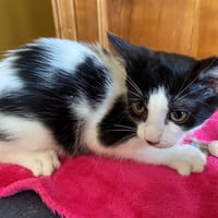 LENNON, chat à adopter