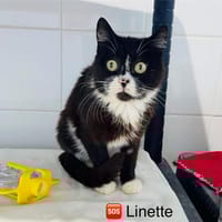 Linette, chatte à adopter