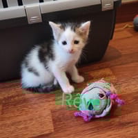 Reve, chatte à adopter
