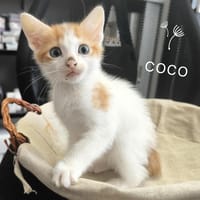 COCO, chat à adopter