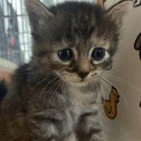 COCOTTE, chatte à adopter