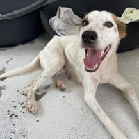 NEMESIA, chienne à adopter