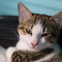 FLASH, chat à adopter