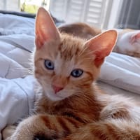 ARIEL, chat à adopter