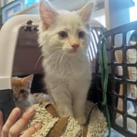 Rapace, chat à adopter