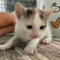 CALICE, chatte à adopter
