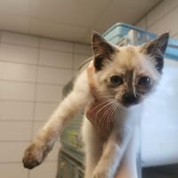 Sirli, chatte à adopter