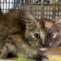 CHERRY, chatte à adopter